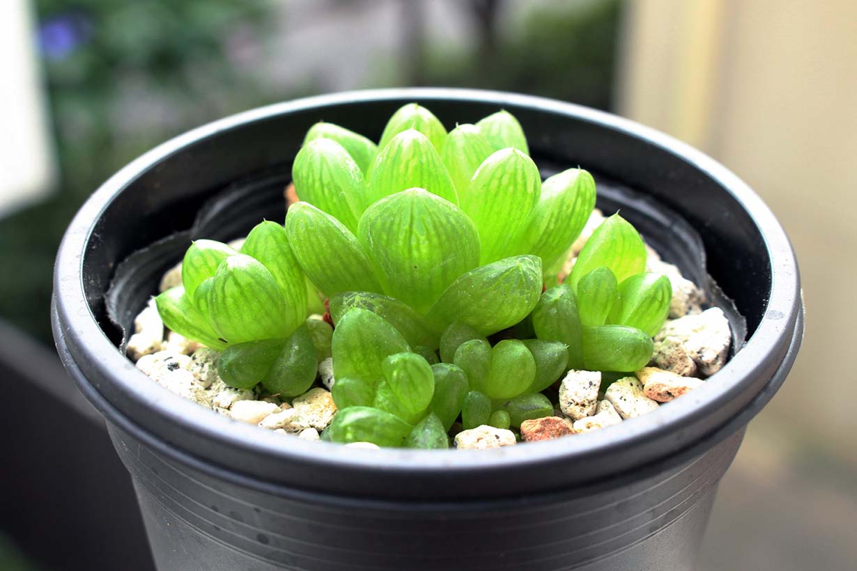 【お問合せ・確認用】植物全般（多肉、球根、水草、熱帯植物等） 初心者におすすめの多肉植物｜寄植えのポイントや室内で育つ品種も紹介