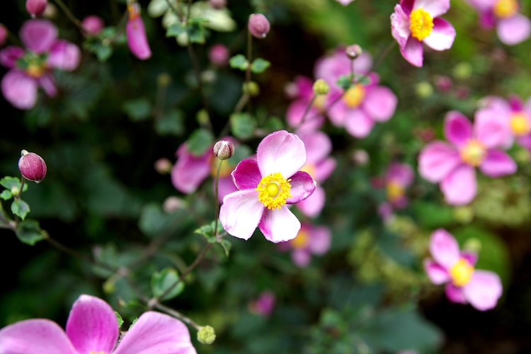 植えたままで毎年花咲く「宿根草」の育て方｜お庭におすすめの種類も紹介