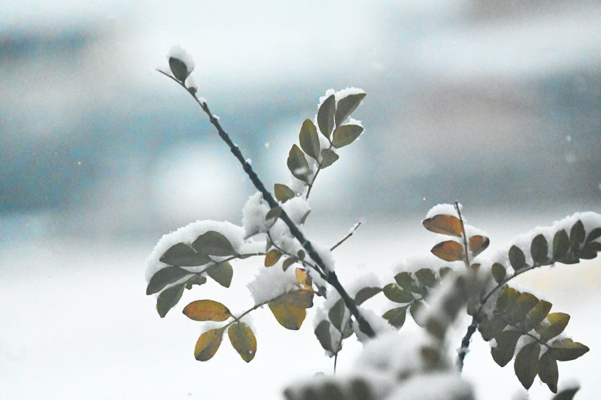 冬の庭のお手入れ|12月・1月・2月の園芸と家庭菜園