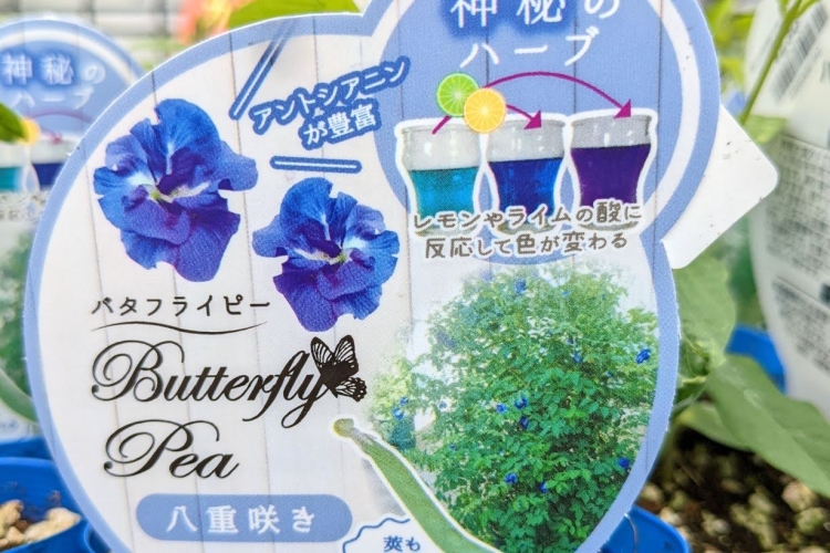 バタフライピーの苗