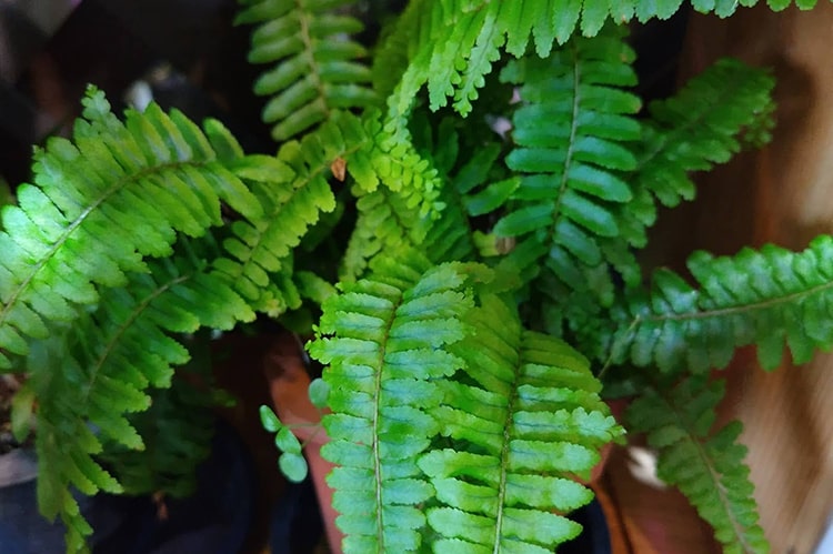 タマシダの育て方｜品種や気温ごとの栽培のコツを紹介