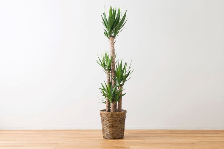 how-to-grow-yucca_eye-min.jpg
