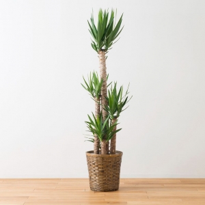 ユッカ（青年の木）の育て方｜剪定の方法や枯れてしまうときの対処法などを紹介します