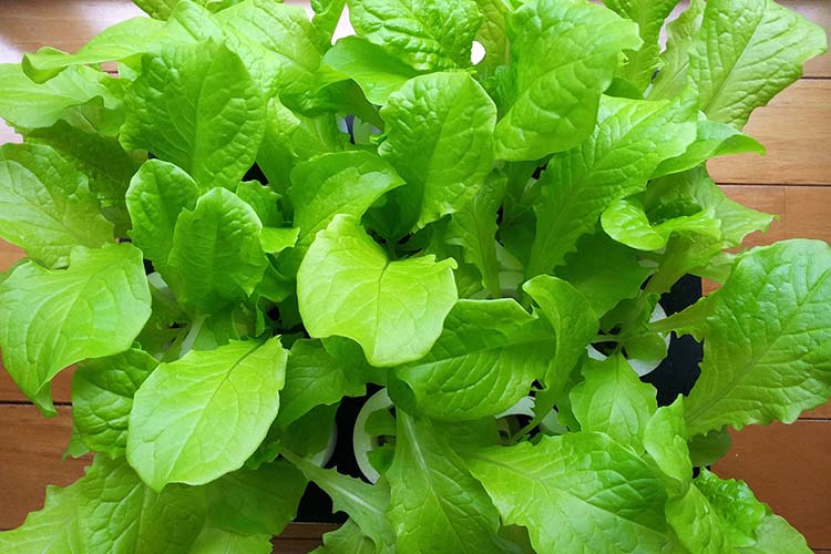 【初心者必見】水耕栽培で使える肥料とは？ 自作で代用できるかも解説します