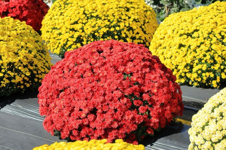 ガーデンマムの育て方｜お手入れの仕方や切り戻しの時期など紹介します