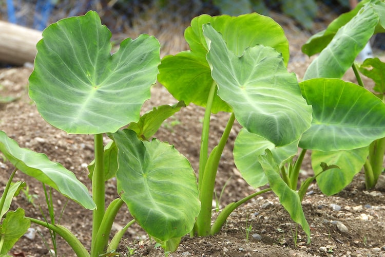 連作障害の対策｜米ぬかを使った手順を詳しく解説