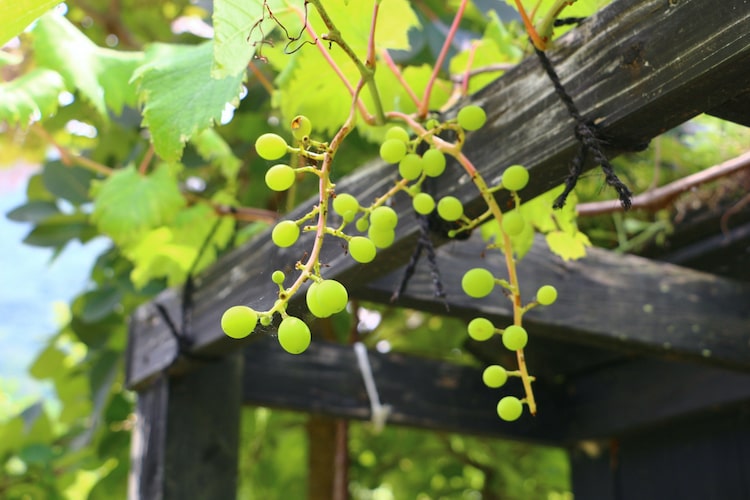 ブドウ（葡萄）の剪定｜適した時期や1年目、2年目それぞれのやり方などを紹介