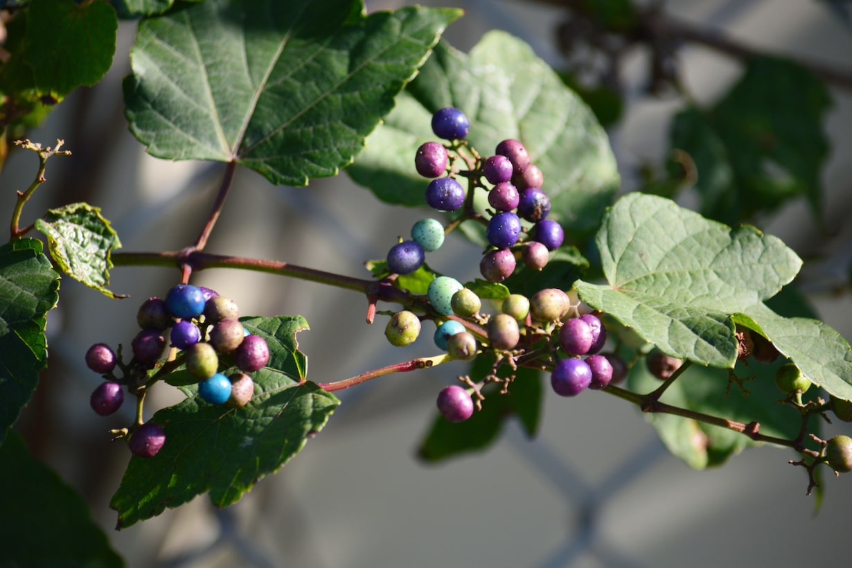 ブドウ 葡萄 の剪定 適した時期や1年目 2年目それぞれのやり方などを紹介 となりのカインズさん
