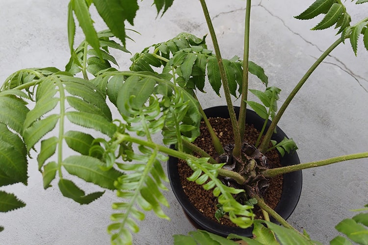 リュウビンタイの育て方　栽培する環境や温度管理、肥料などについて紹介します