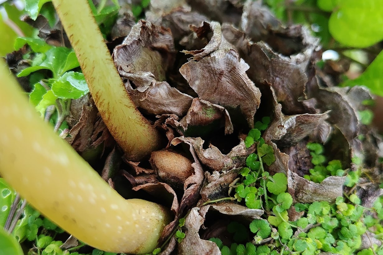 リュウビンタイ　りゅうびんたい　インテリア性抜群の調度良い大きさ　早い者勝ち　送料一律600円　離島沖縄北海道は別途　レア　珍しい