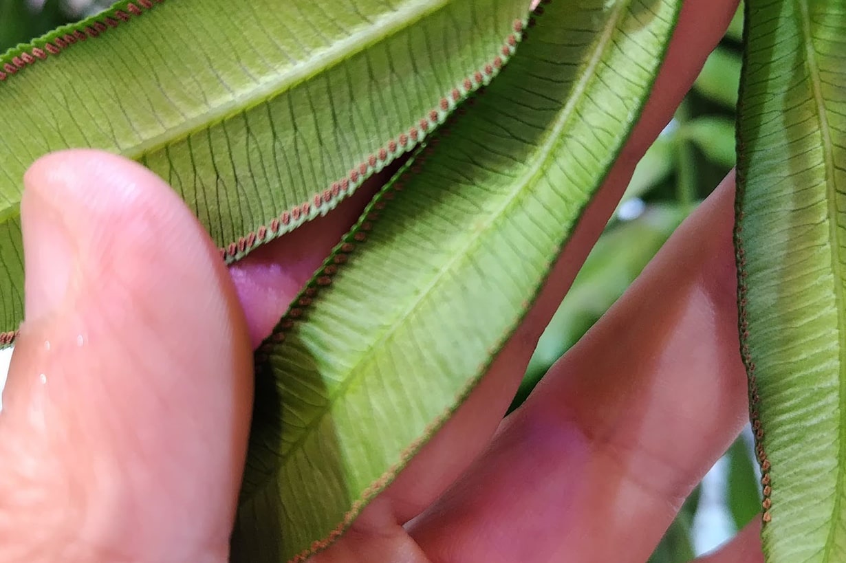 リュウビンタイの育て方｜栽培する環境や温度管理、肥料などについて