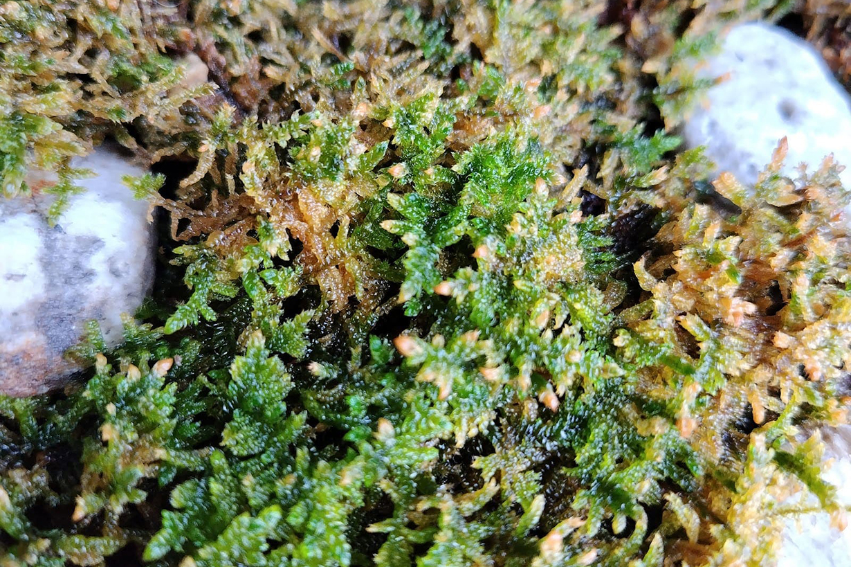 天然苔　上質　コツボ　ハイゴケ　各3トレー 天然苔 上質 コツボ ハイゴケ 各3トレー