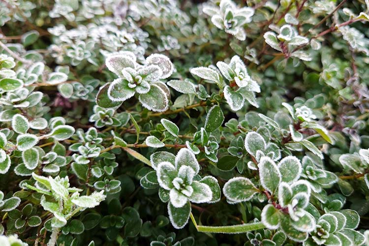 ハーブの冬越し方法｜タイムやローズマリーなど冬に強いハーブも紹介します