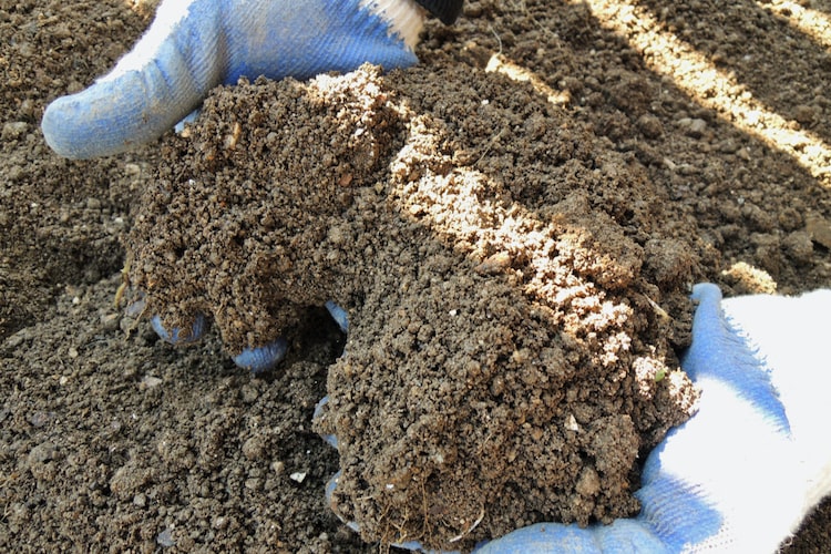 牛糞堆肥の撒き方｜デメリットはある？ 1平方メートルの適量も解説