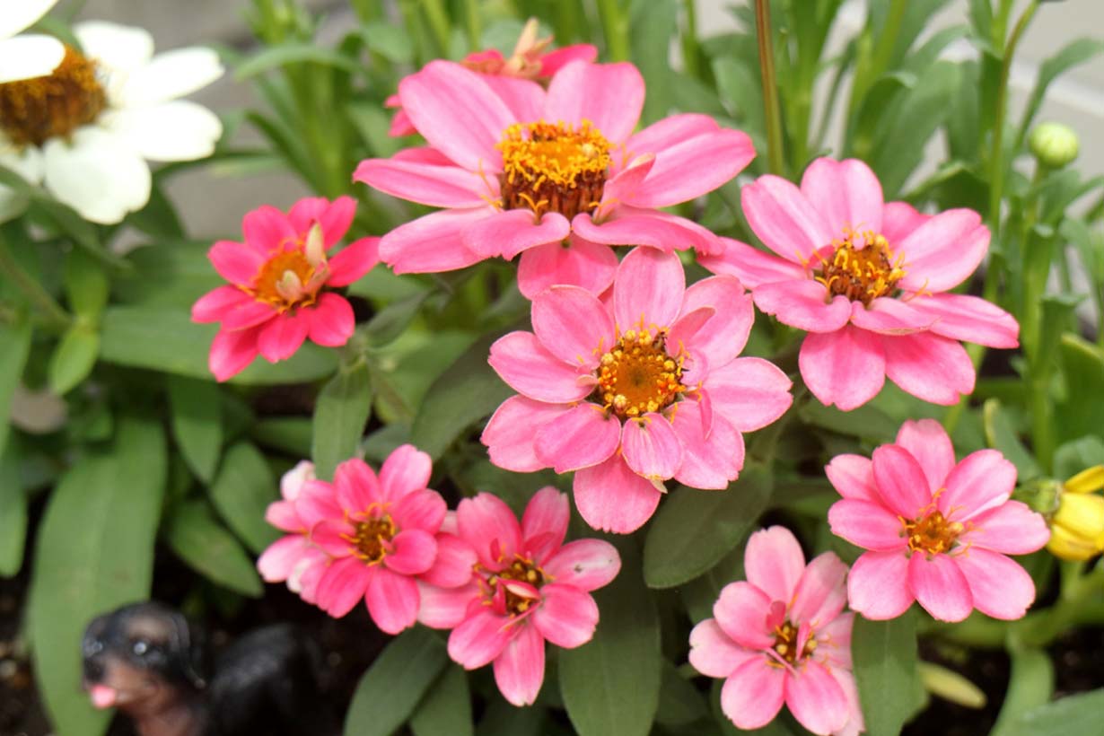 ジニア 百日草 の育て方 種類や水やりの頻度 肥料の与え方などを解説します となりのカインズさん ジニア 百日草 の育て方 種類や水やりの頻度 肥料の与え方などを解説します となりのカインズさん