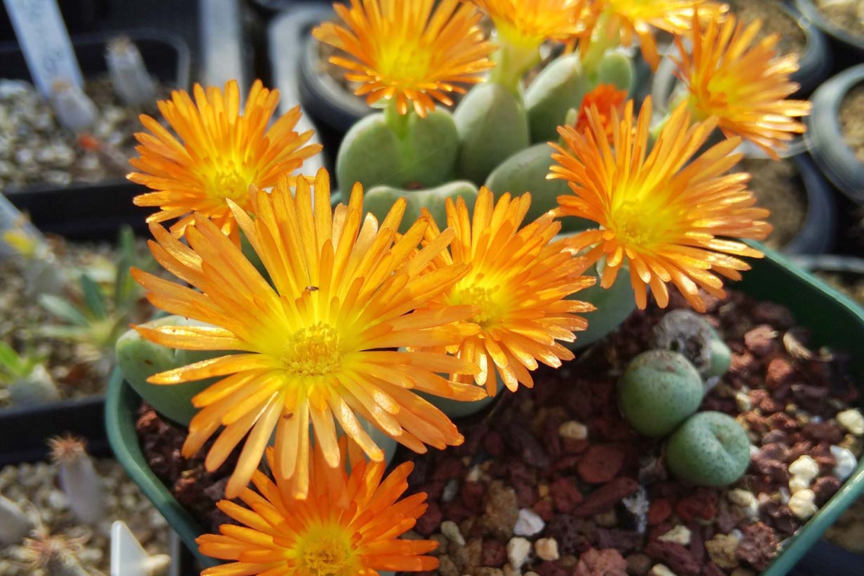 コノフィツム 自分育っているコノフィツム 記録写真 コノフィツムの育て方｜種類や植え替え方法、脱皮などについて紹介し
