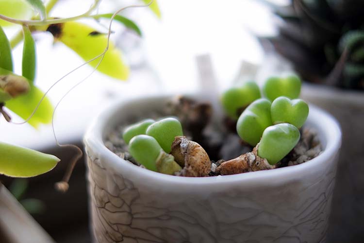 コノフィツム ヘルマリウム 親株 株分け 瓜二つのコノフィツムの増やし