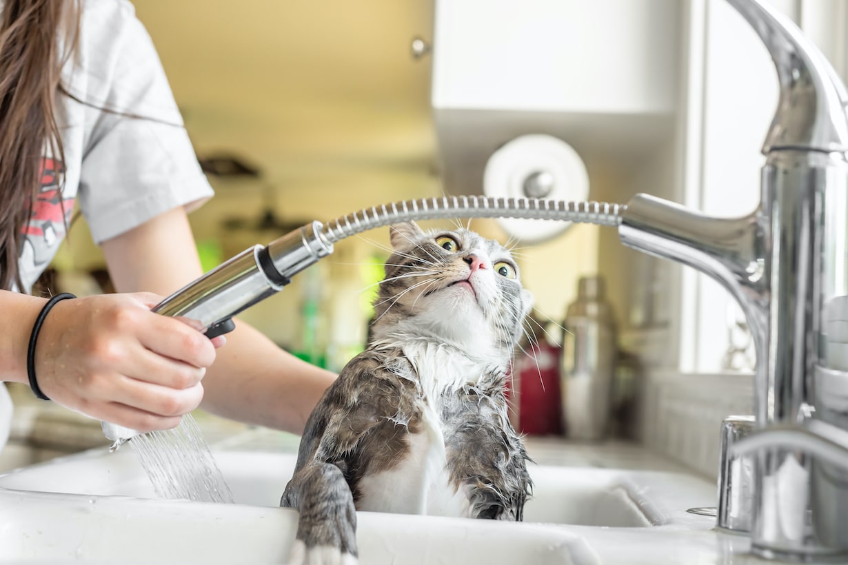 猫の抜け毛どうしてる 効果的な対策方法とおすすめアイテム選 となりのカインズさん