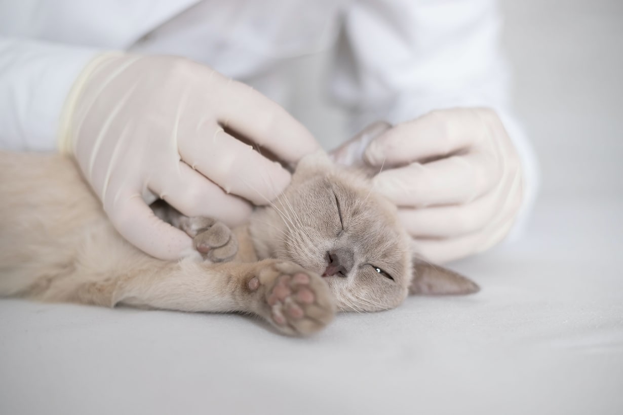 猫に耳掃除は必要 正しいやり方や便利グッズを紹介 となりのカインズさん