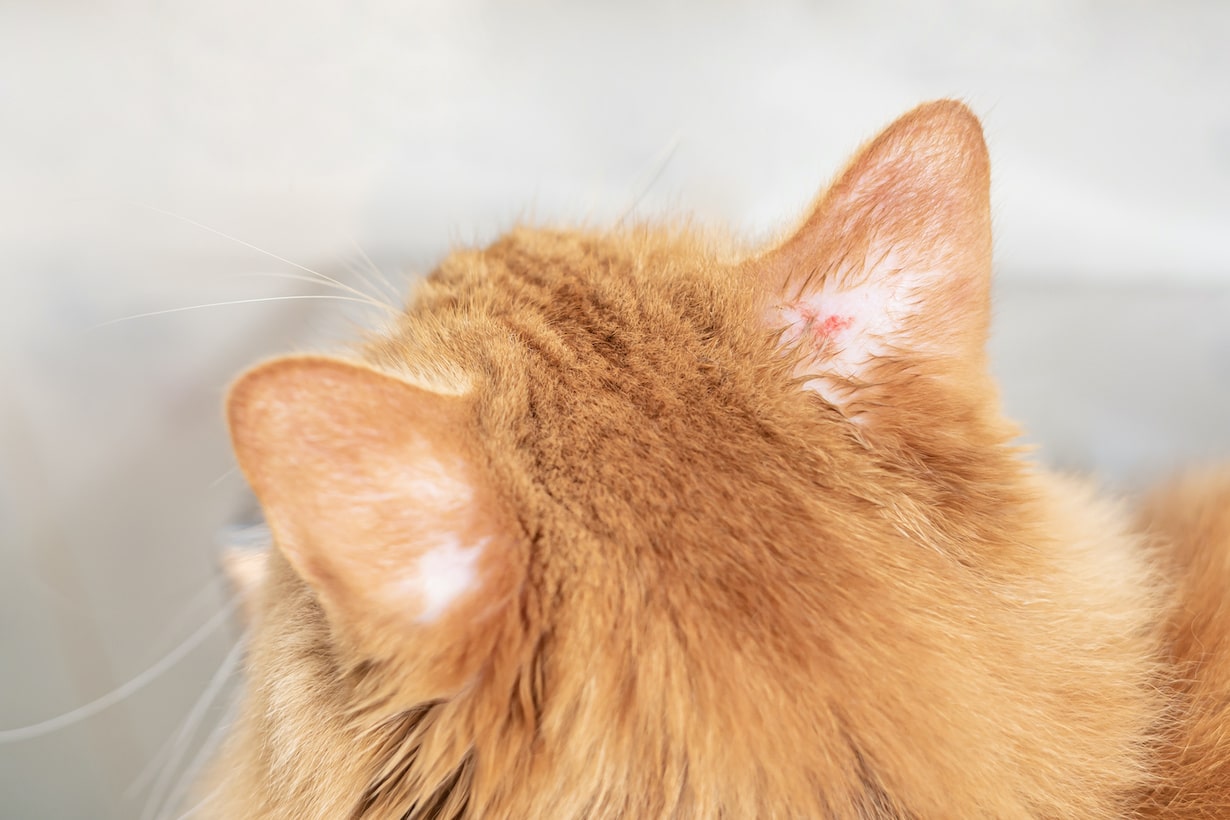 猫に耳掃除は必要 正しいやり方や便利グッズを紹介 となりのカインズさん