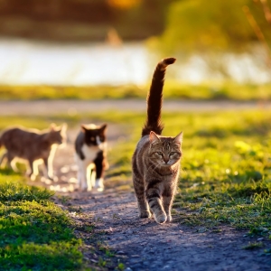 猫のしっぽは口ほどに物を言う!? 気持ちや性格がわかる猫のしっぽ