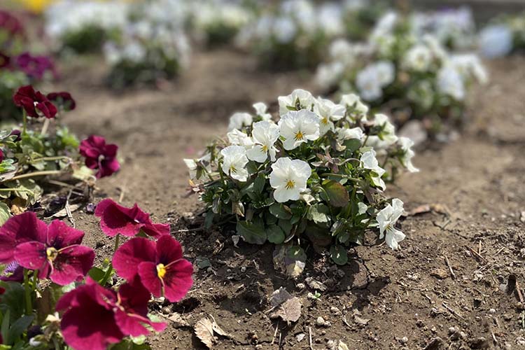 ビオラの剪定方法とは？ 時期やコツを紹介します