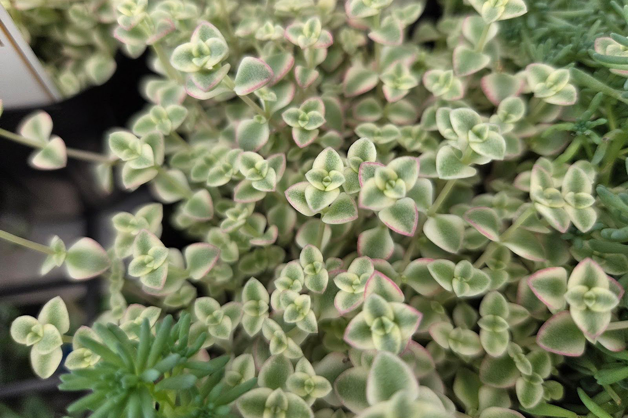 育てやすいセダム☆ セダムの育て方｜種類豊富な多肉植物！ グランドカバーに