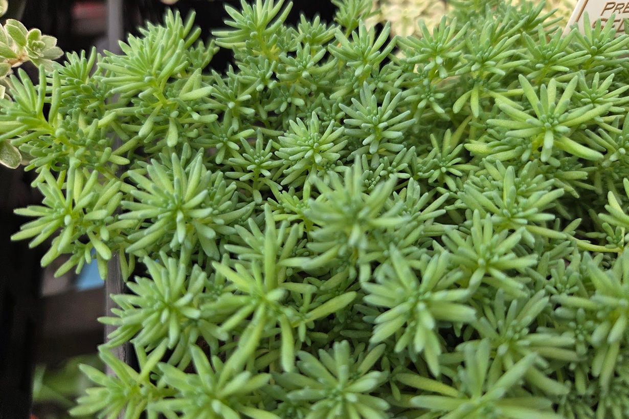 セダムの育て方｜種類豊富な多肉植物！ グランドカバーにおすすめ
