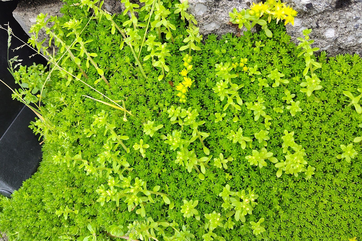 セダムの育て方｜種類豊富な多肉植物！ グランドカバーにおすすめ