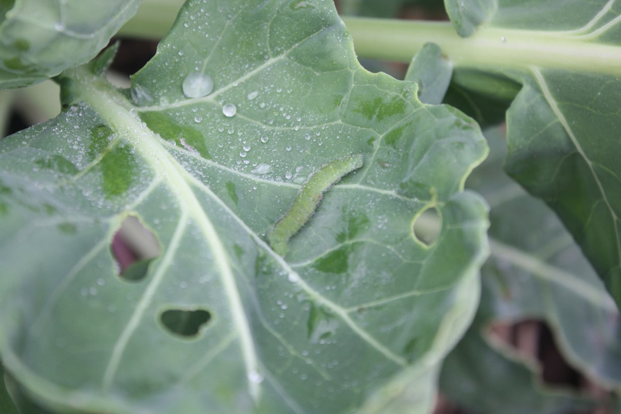 青虫から植物を守る対策とは 予防法と駆除法を紹介 となりのカインズさん