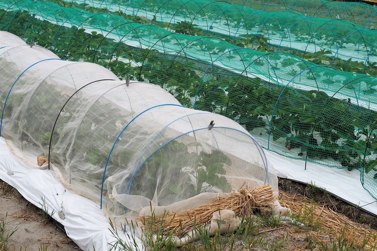 青虫から植物を守る対策とは 予防法と駆除法を紹介 となりのカインズさん