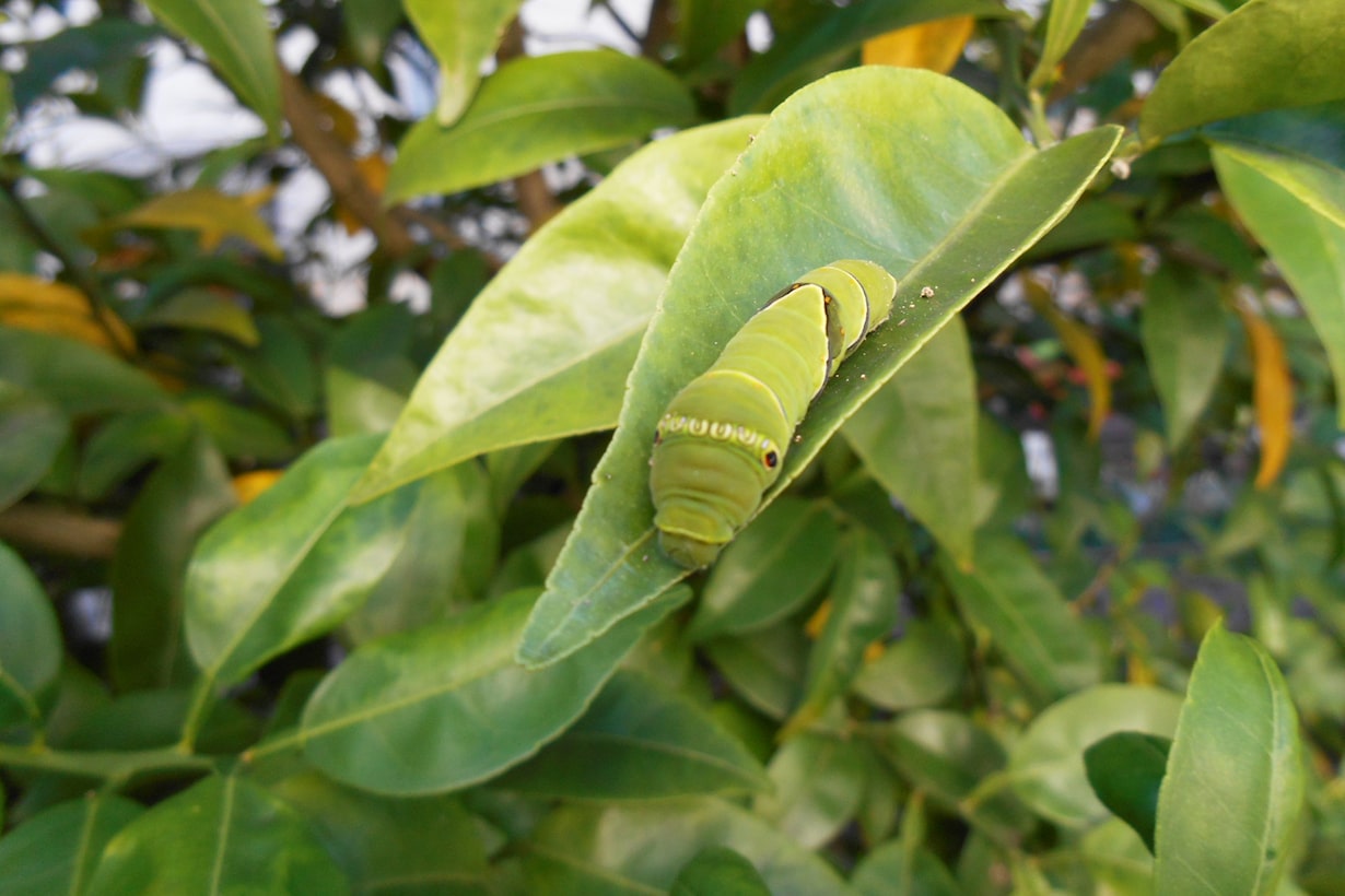 青虫から植物を守る対策とは 予防法と駆除法を紹介 となりのカインズさん
