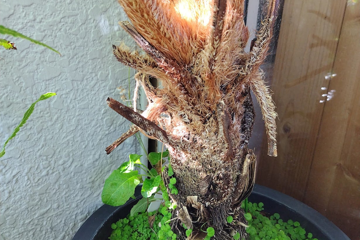 ヒカゲヘゴの育て方｜明るい日陰を好む大型のシダ植物の育て方を紹介し 