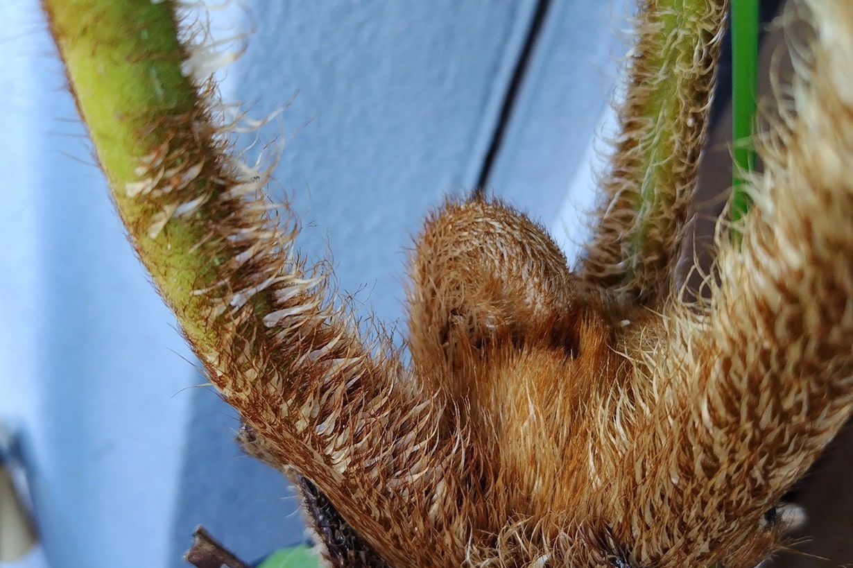 ヒカゲヘゴの育て方｜明るい日陰を好む大型のシダ植物の育て方を紹介し 