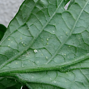 コナジラミの駆除方法は？ 予防と対策、有効な薬剤も紹介