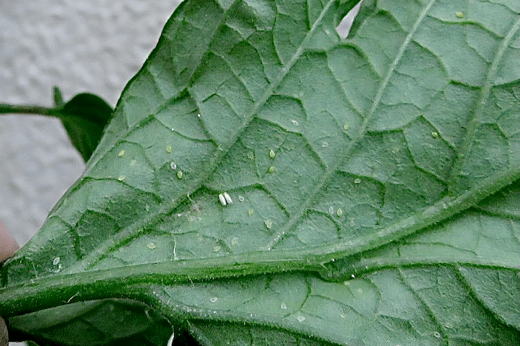 コナジラミの駆除方法は？ 予防と対策、有効な薬剤も紹介