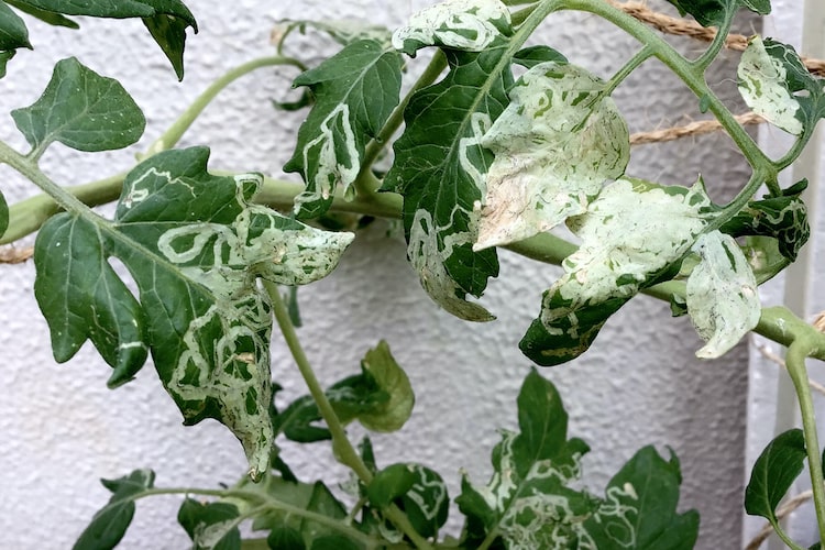 ハモグリバエ対策|植物に幼虫が発生したときの対策・防除法を紹介します ハモグリバエ対策|植物に幼虫が発生したときの対策・防除法を紹介します