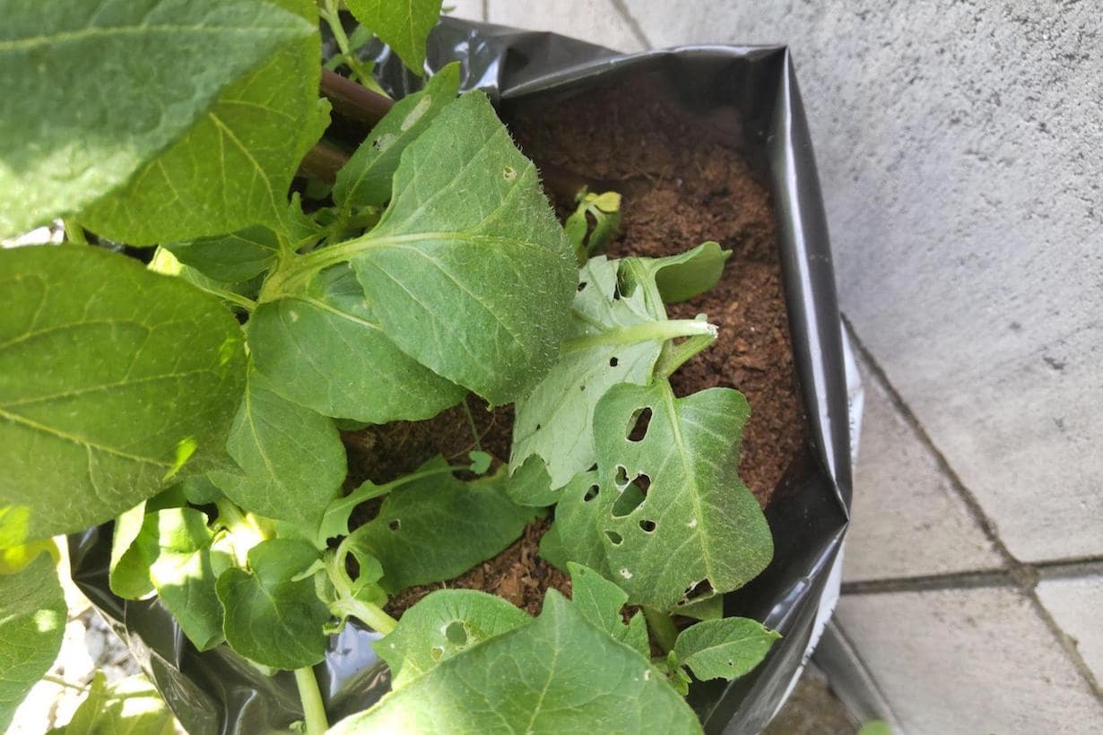 ずぼら人間による3か月のじゃがいも栽培記録 愛するポテトチップスのためなら手間暇かけま せん となりのカインズさん ずぼら人間による3か月のじゃがいも栽培記録 愛するポテトチップスのためなら手間暇かけま せん となりのカインズさん