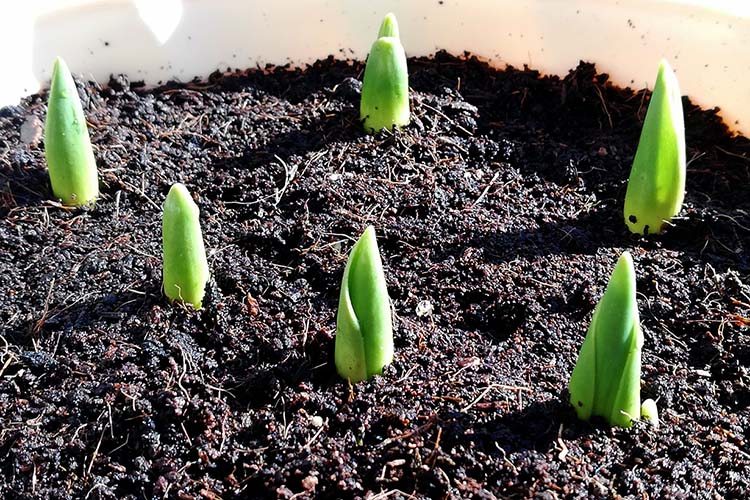 バーク堆肥とは？使い方や効果、デメリットなどを紹介します