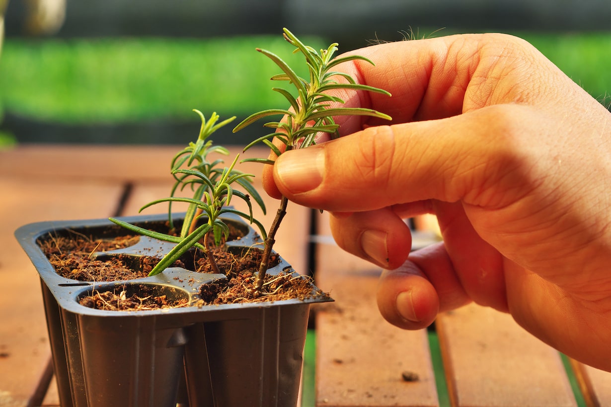 ハーブの木質化を防ぐには？ コツは正しい時期の正しい剪定