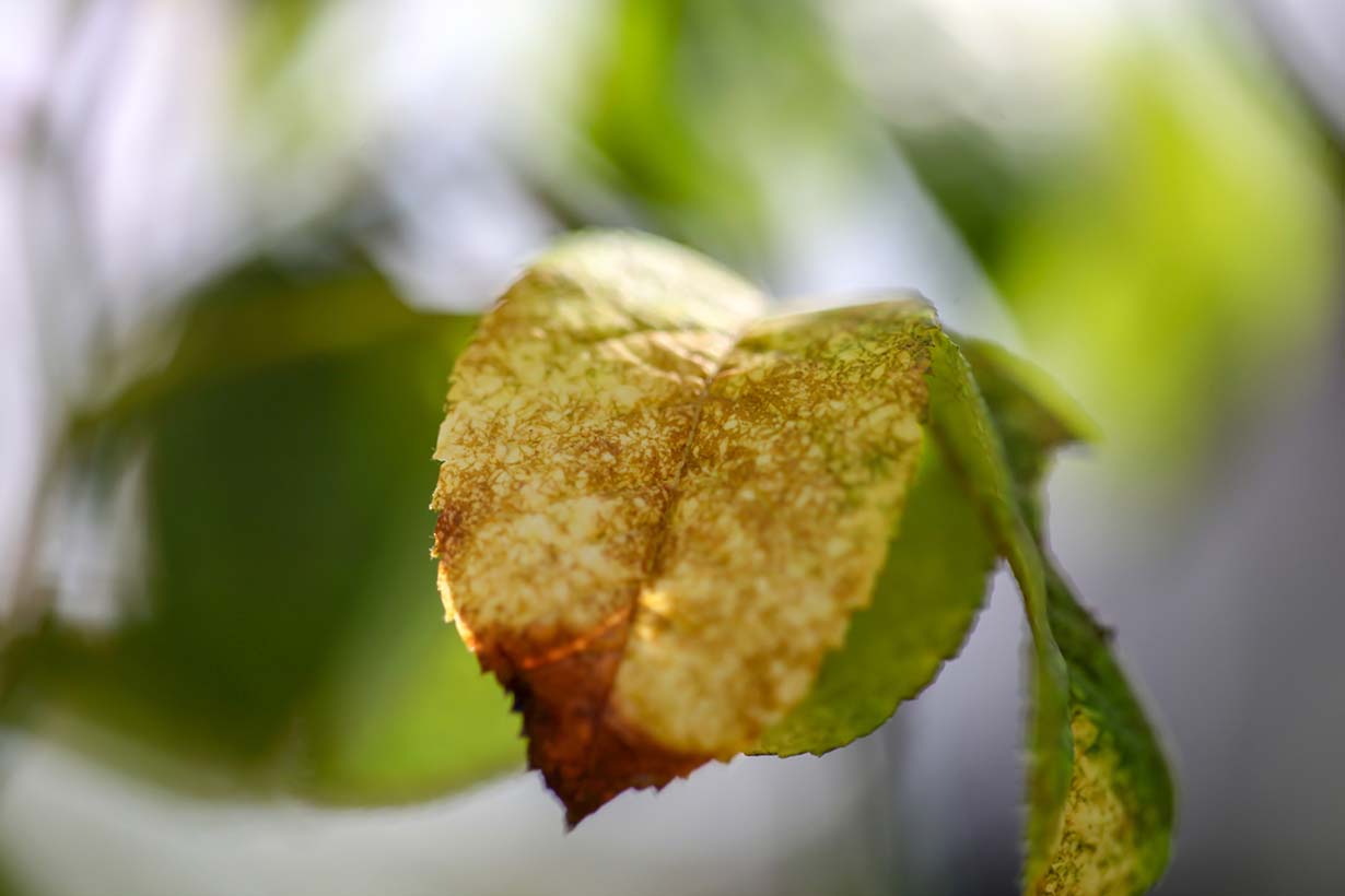 冬の害虫の種類と対策 発生しやすい環境や駆除 退治方法を解説します となりのカインズさん