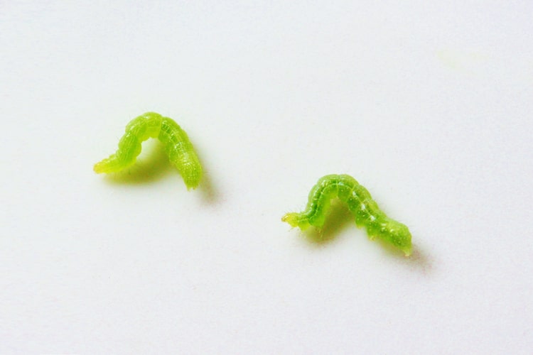 ヨトウムシの駆除方法｜卵に幼虫、成虫どう退治する？ 農薬の使い方も