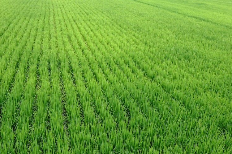 ケイカル肥料とは？ 成分や土壌・作物への効果などを紹介しま