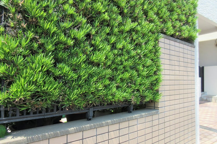 生け垣のメリットとは？ 種類や必要性、垣根との違いを紹介します