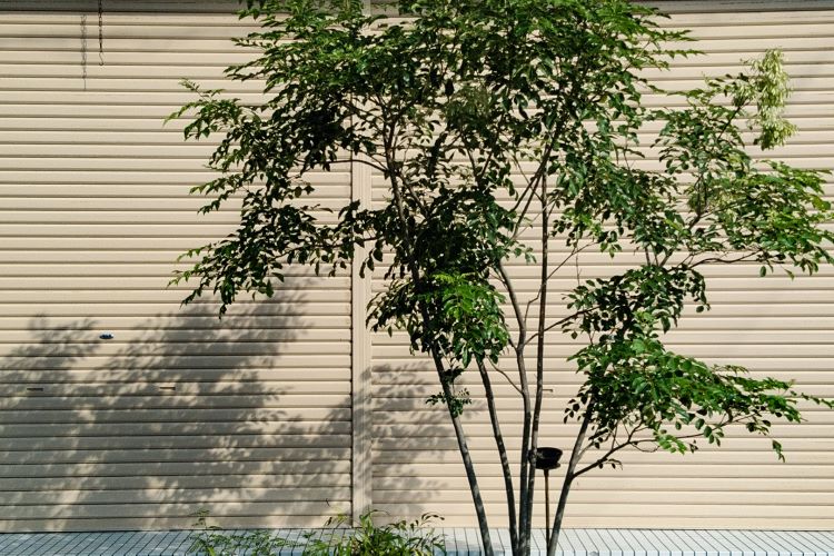 シンボルツリーにおすすめの樹木とは? 人気の常緑樹・落葉樹を紹介します