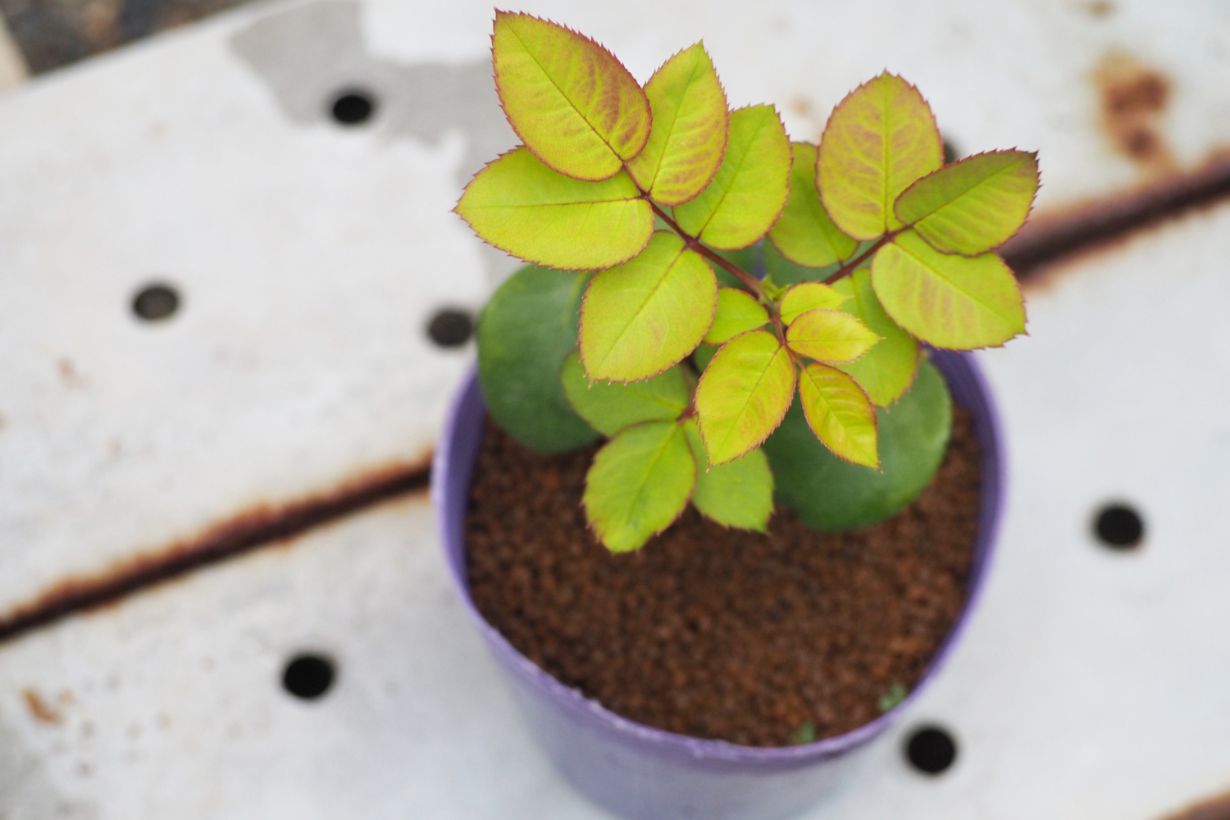 挿し木 挿し芽 とは 土の選び方 挿し木できる植物などを紹介します となりのカインズさん