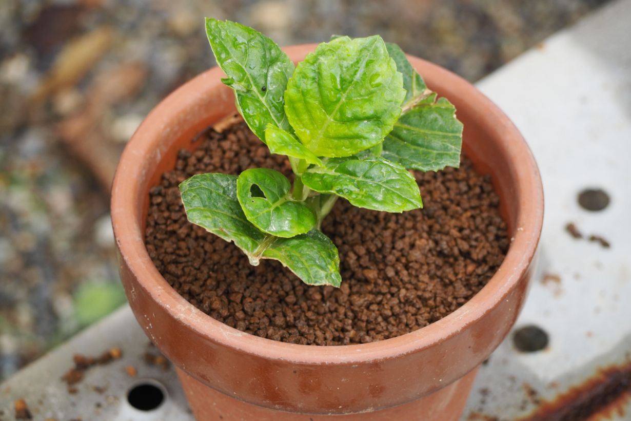 挿し木(挿し芽)とは? 土の選び方、挿し木できる植物などを紹介します | となりのカインズさん