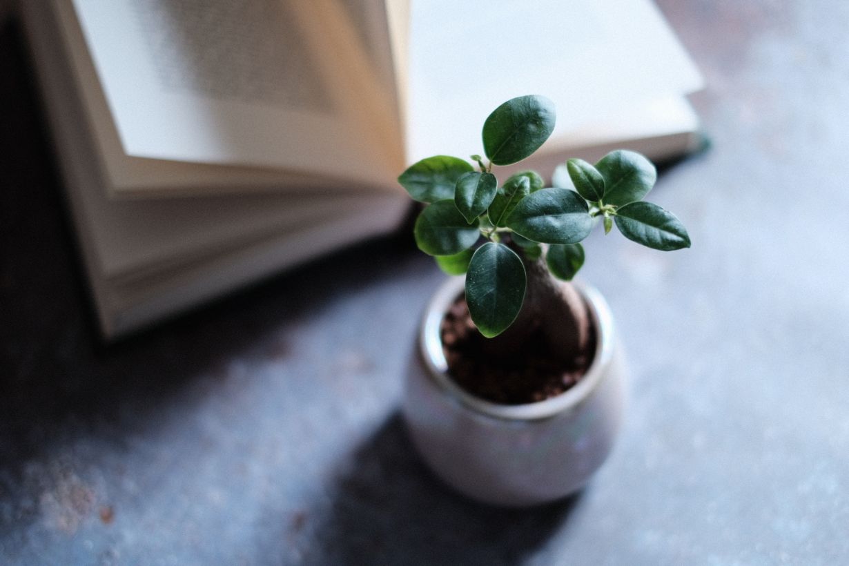 挿し木 挿し芽 とは 土の選び方 挿し木できる植物などを紹介します となりのカインズさん