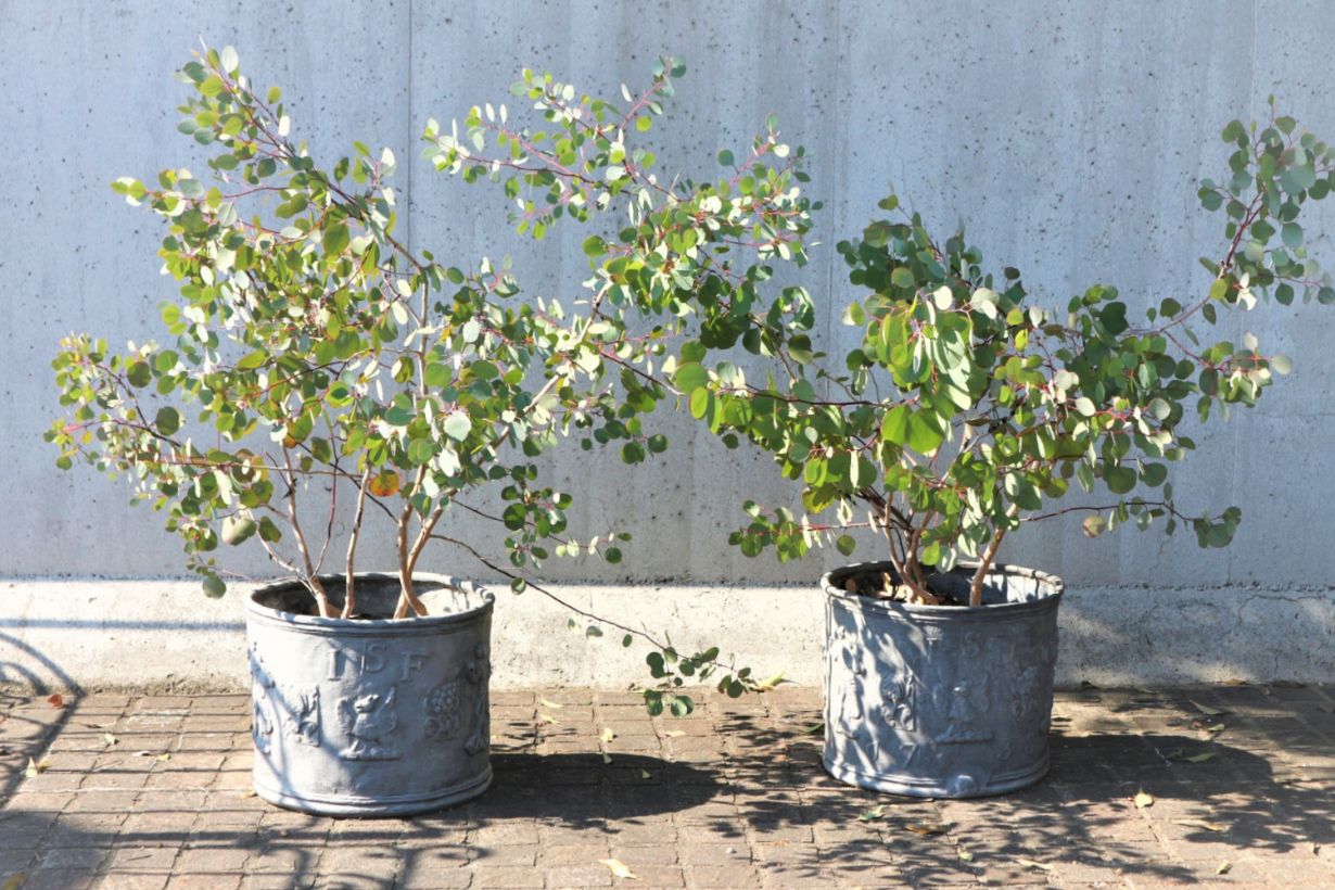 挿し木（挿し芽）とは？ 用土の選び方、おすすめの植物を紹介します