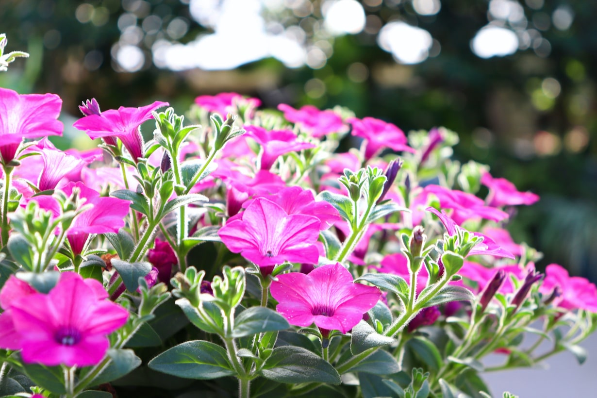 初心者も安心】ガーデニングの基本と育てやすい植物を紹介します